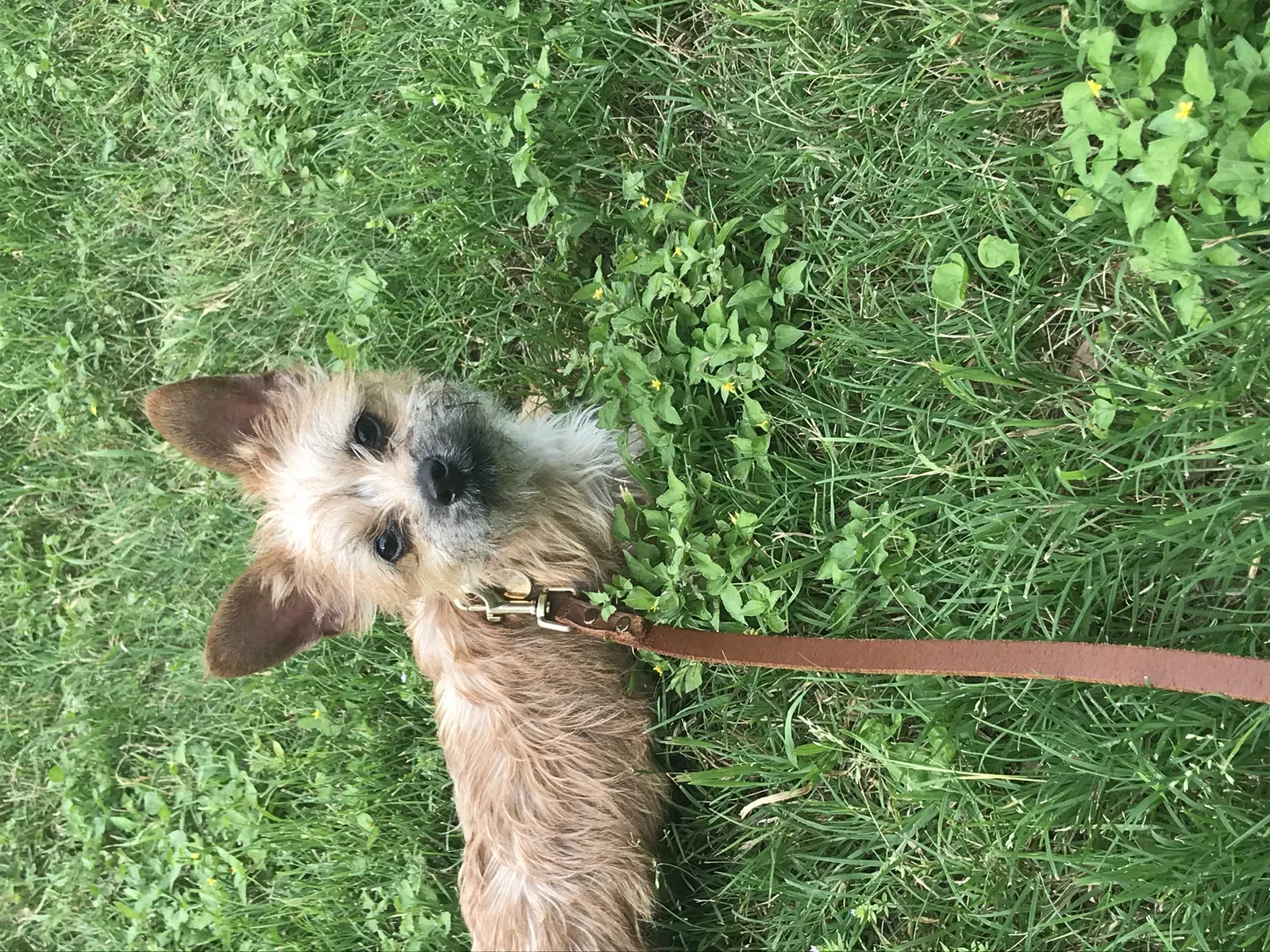 Lost dog in Austin, TX, 78741