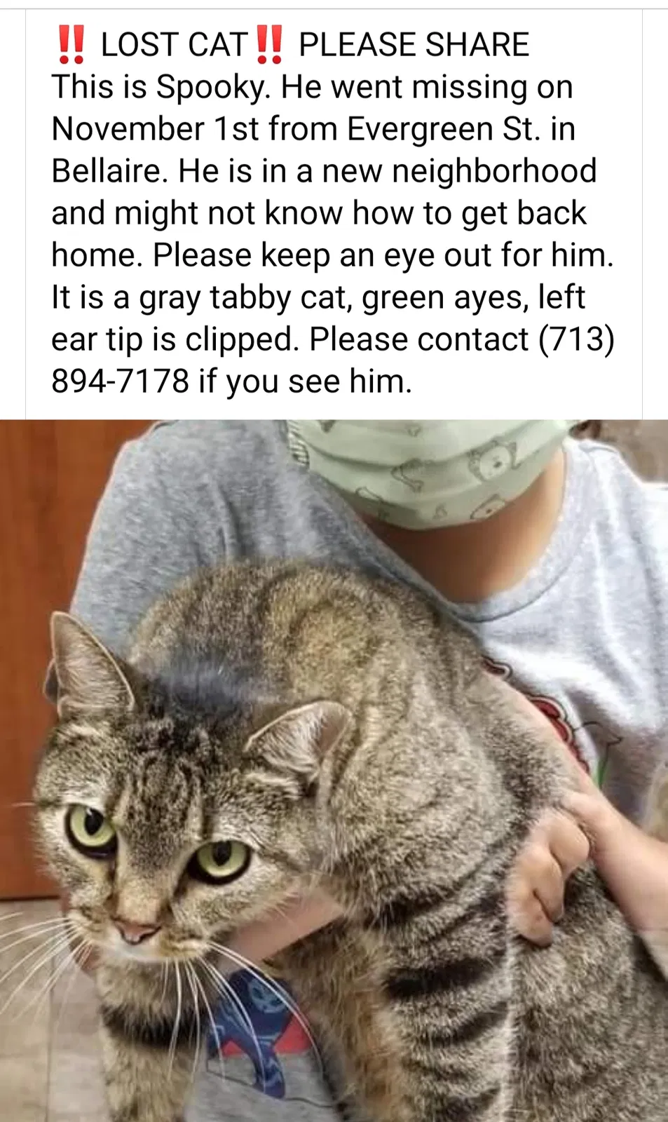 Lost cat in Bellaire, TX, 77401