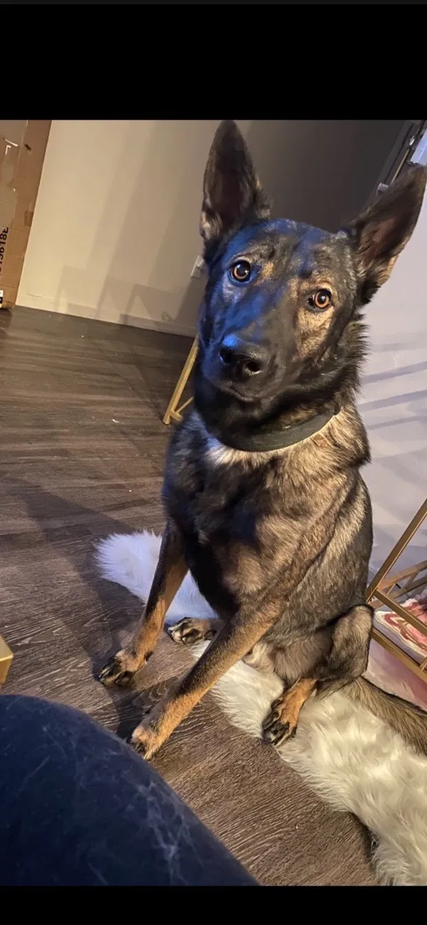 Lost dog in Tucson, AZ, 85741
