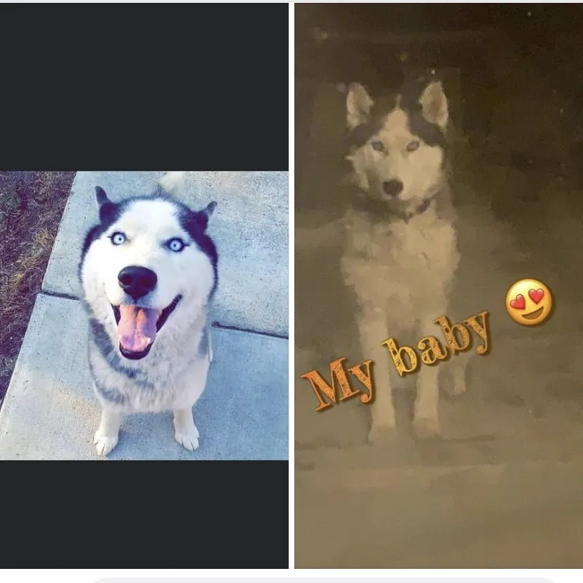 Lost dog in Hemet, CA, 92543