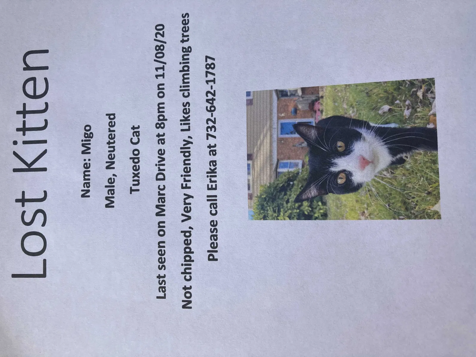 Lost cat in Matawan, NJ, 7747