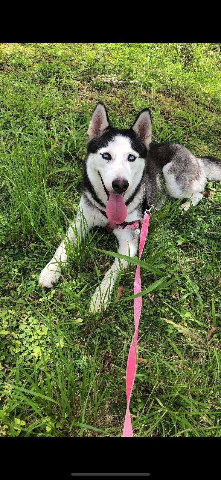 Lost dog in Kissimmee, FL, 34744