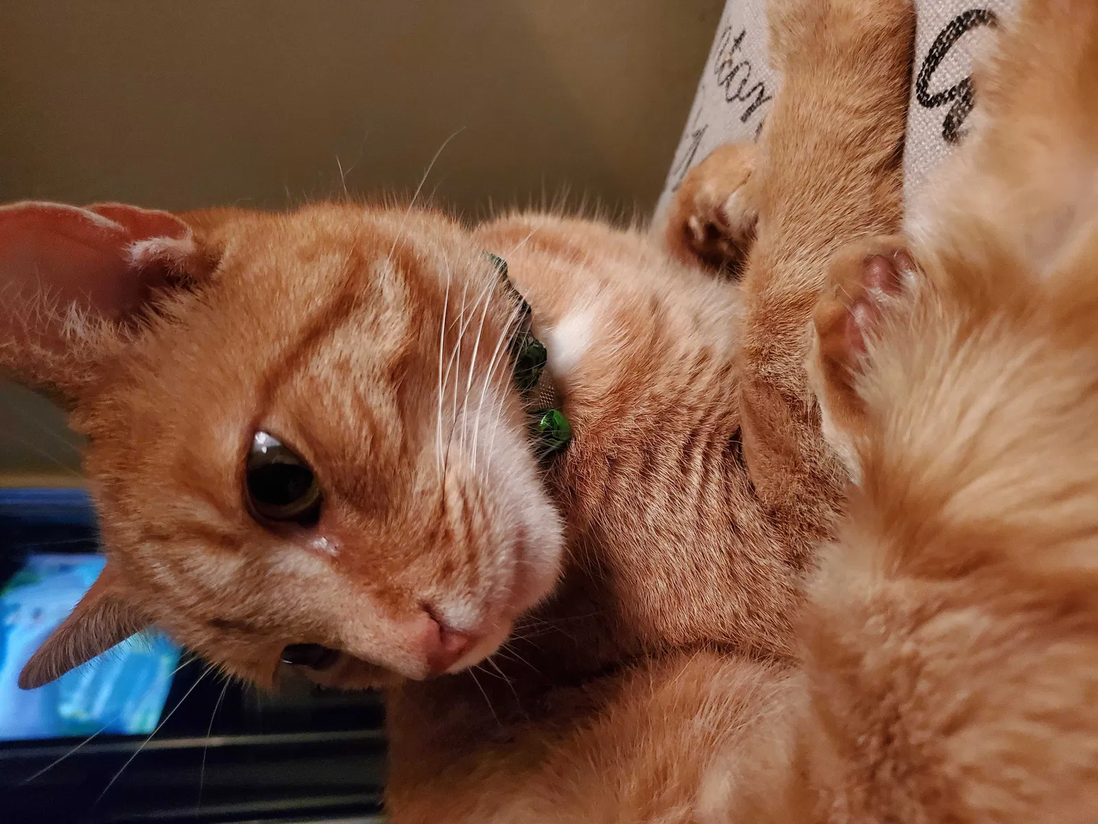 Lost cat in Westerville, OH, 43081