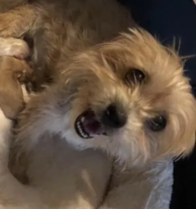 Lost dog in Palm Bay, FL, 32908