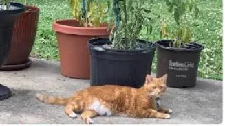 Lost cat in Marietta, GA, 30067