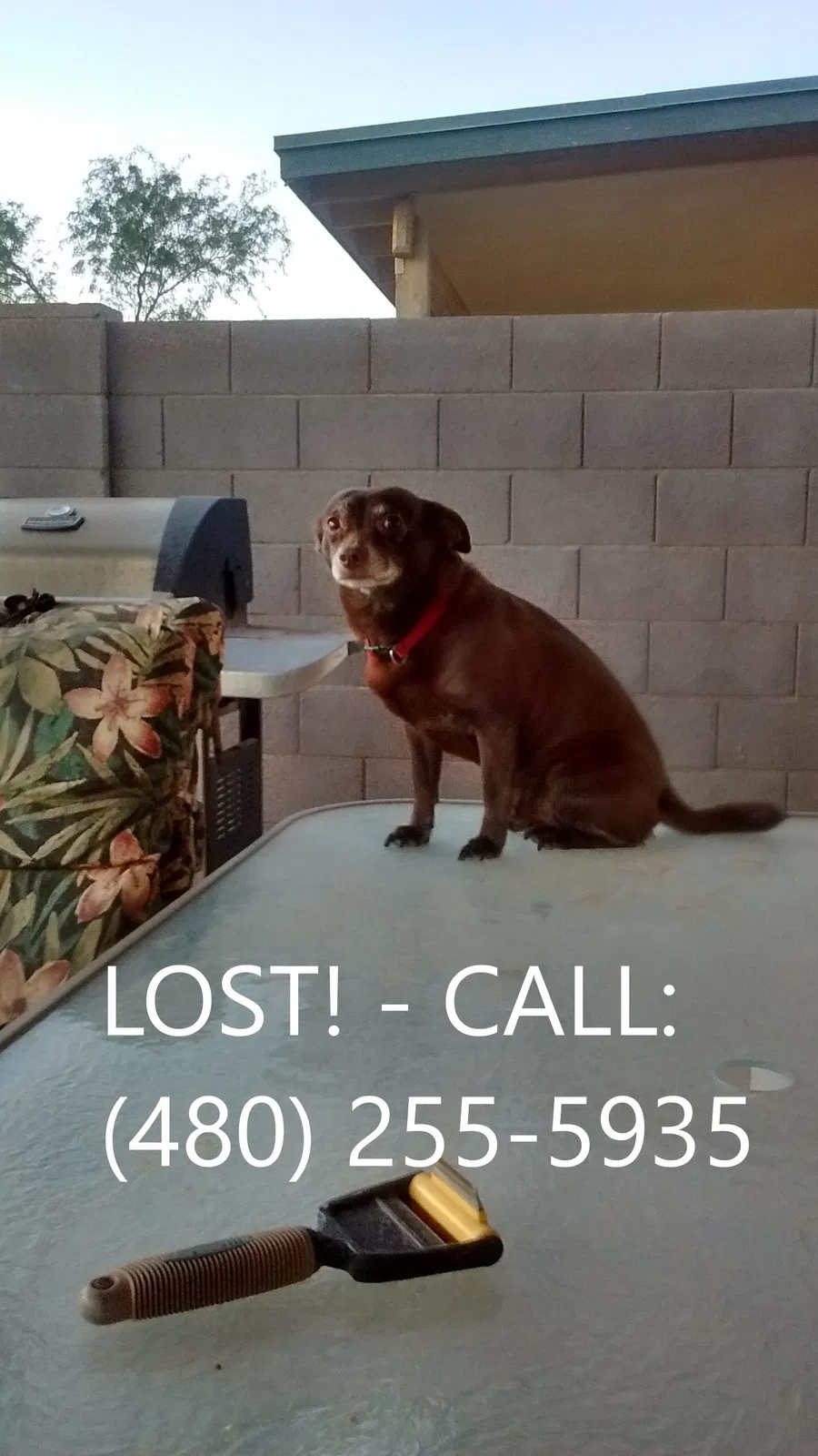 Lost dog in San Tan Valley, AZ, 85140