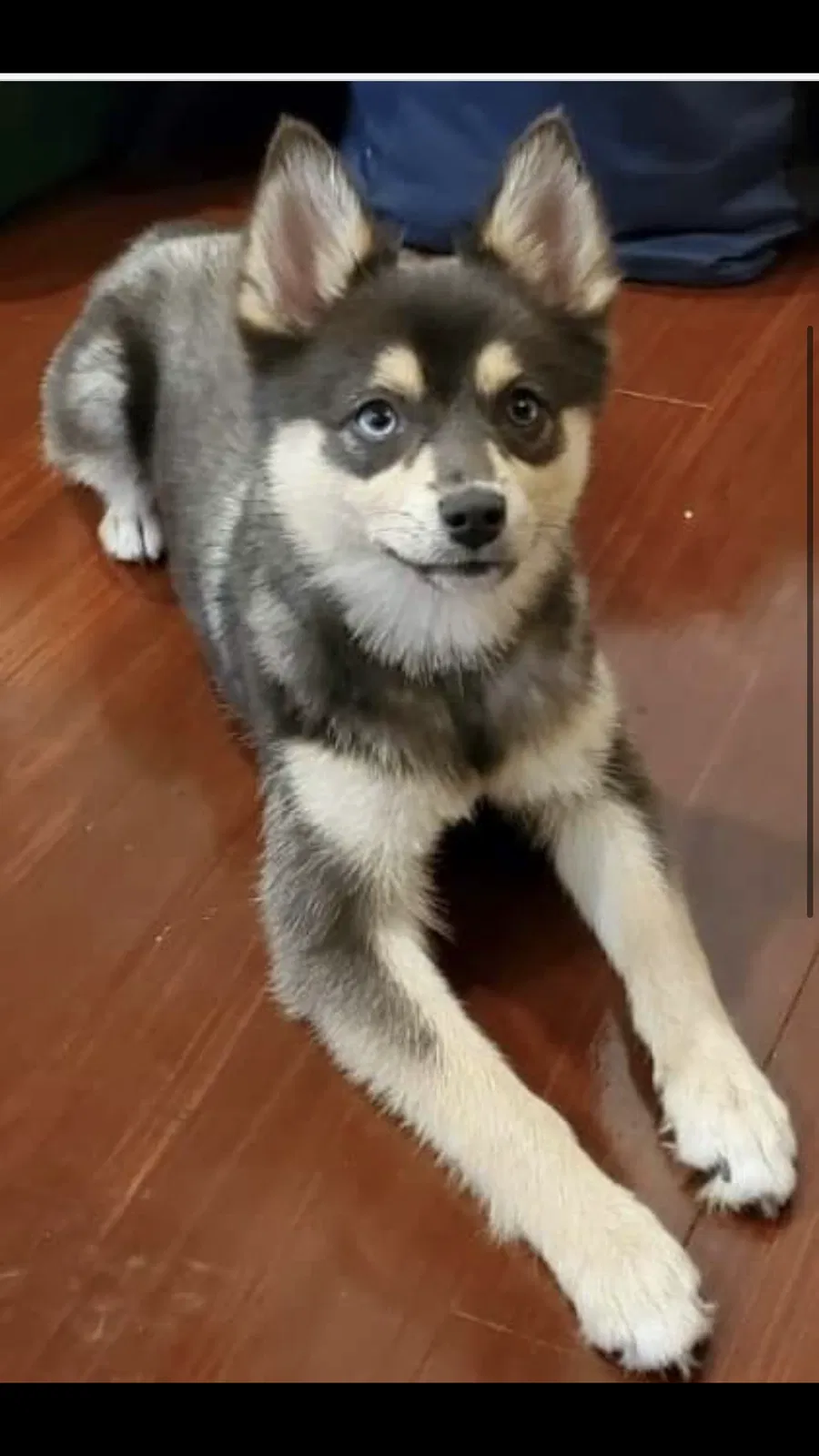 Lost dog in Detroit, MI, 48227