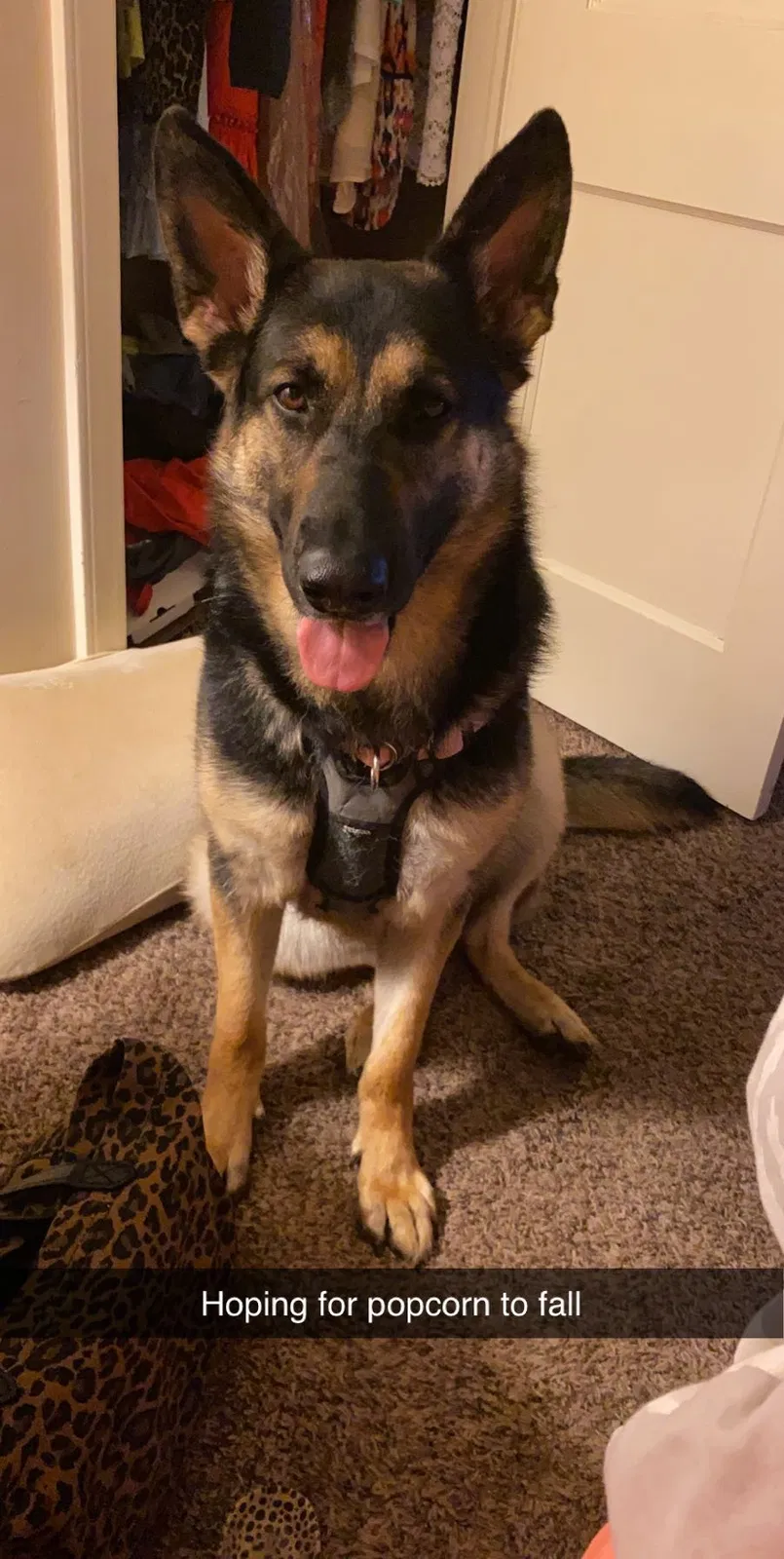 Lost dog in Wichita, KS, 67203