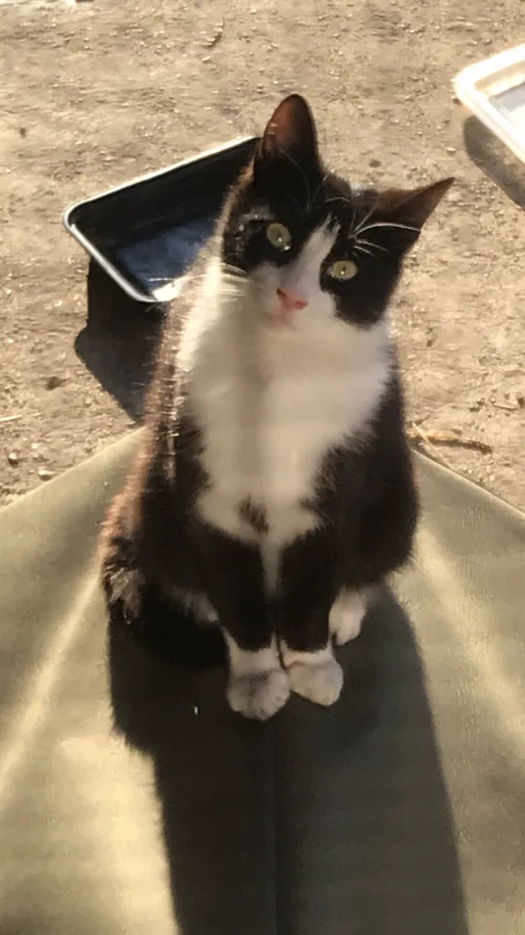 Lost cat in Bronx, NY, 10469