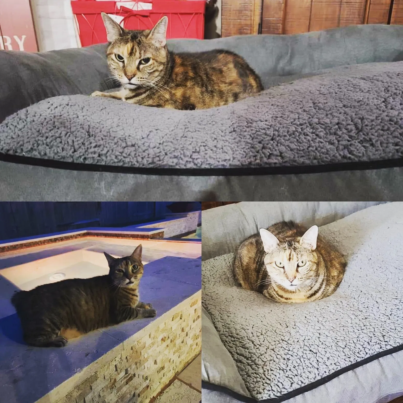 Lost cat in Richmond, TX, 77407