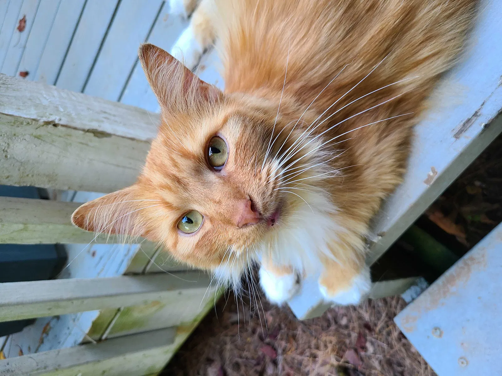 Lost cat in Winston Salem, NC, 27127
