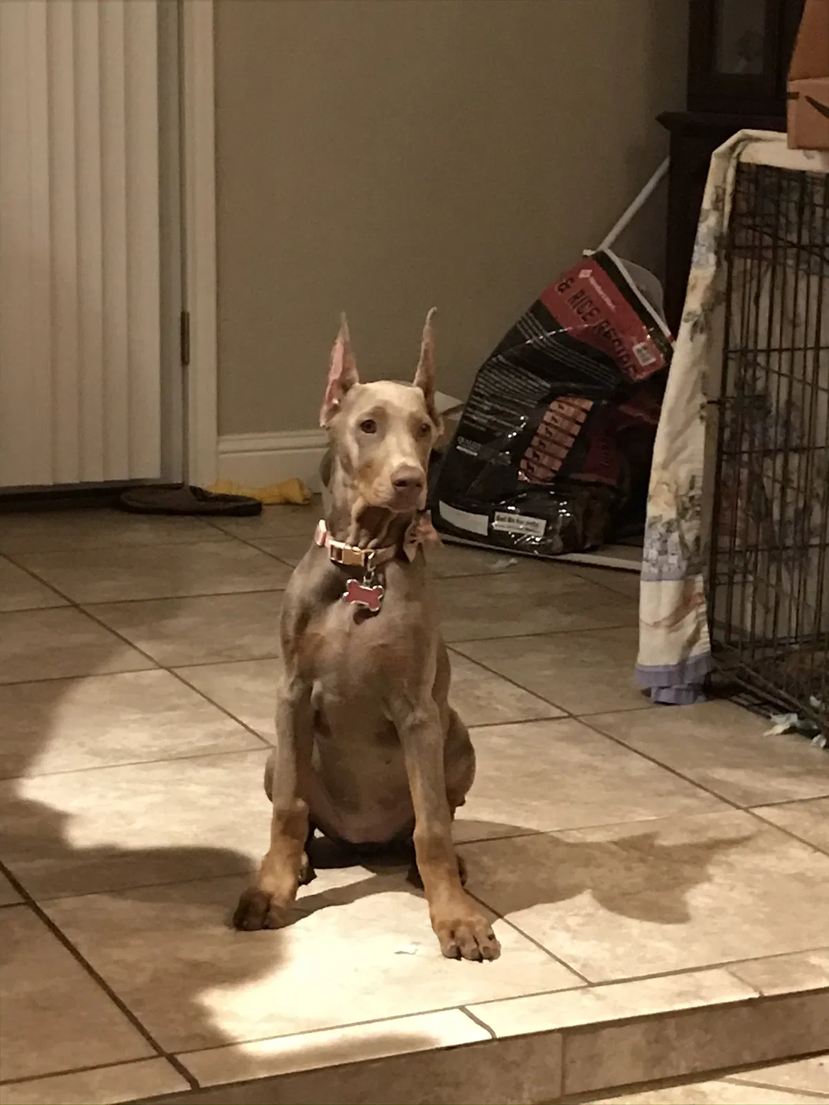 Lost dog in Crowley, TX, 76036