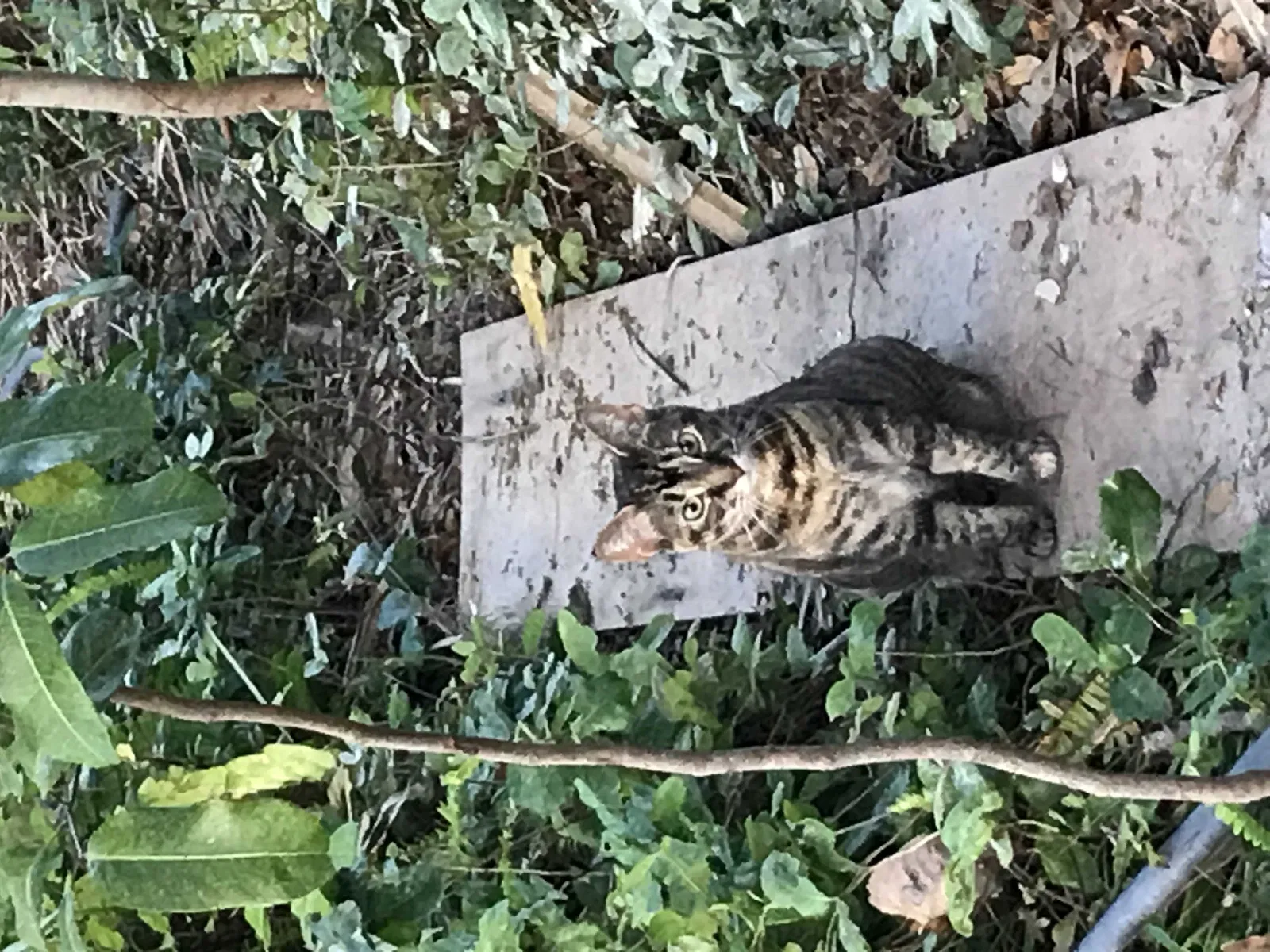 Lost cat in Englewood, FL, 34224