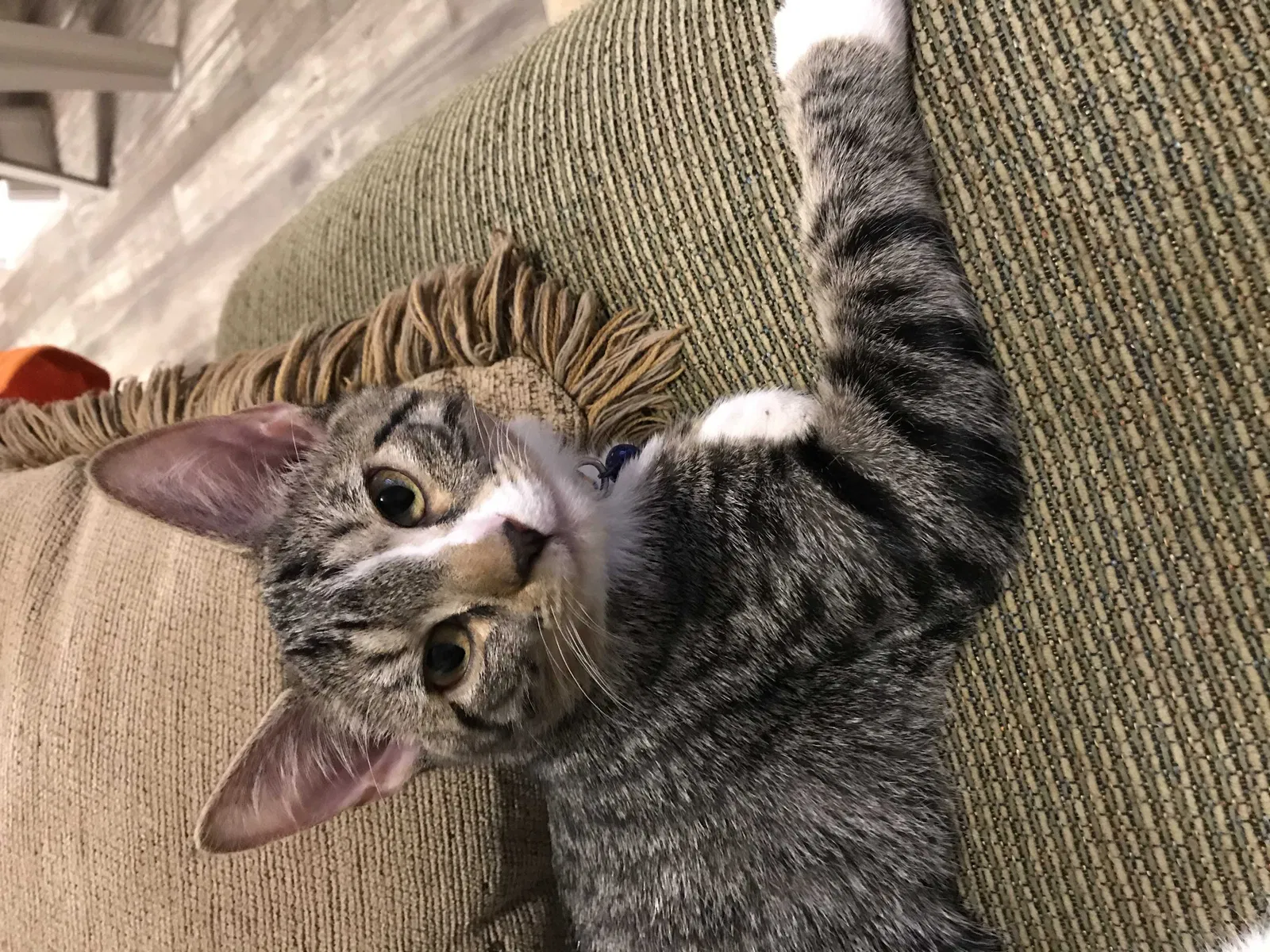 Lost cat in Tulsa, OK, 74135