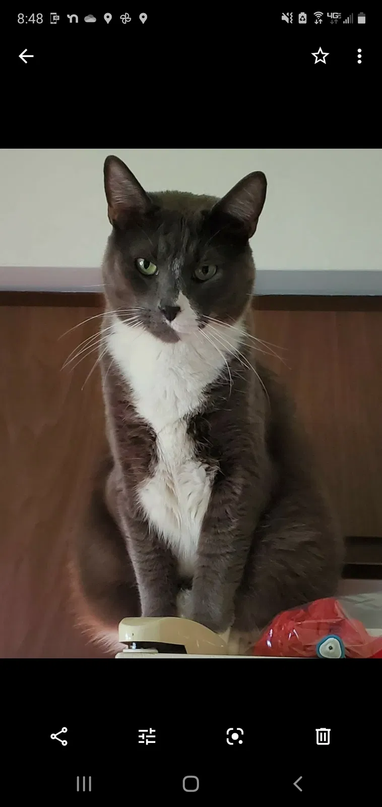 Lost cat in Munster, IN, 46321