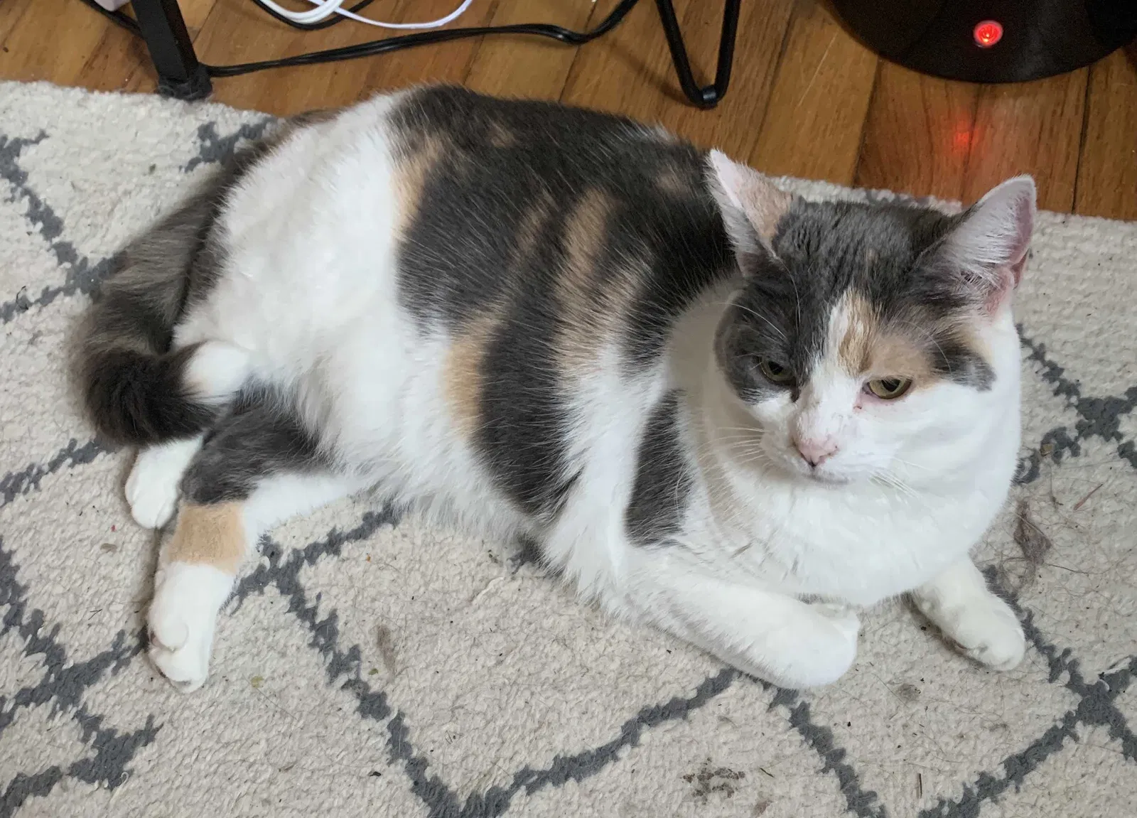 Lost cat in Redford, MI, 48240