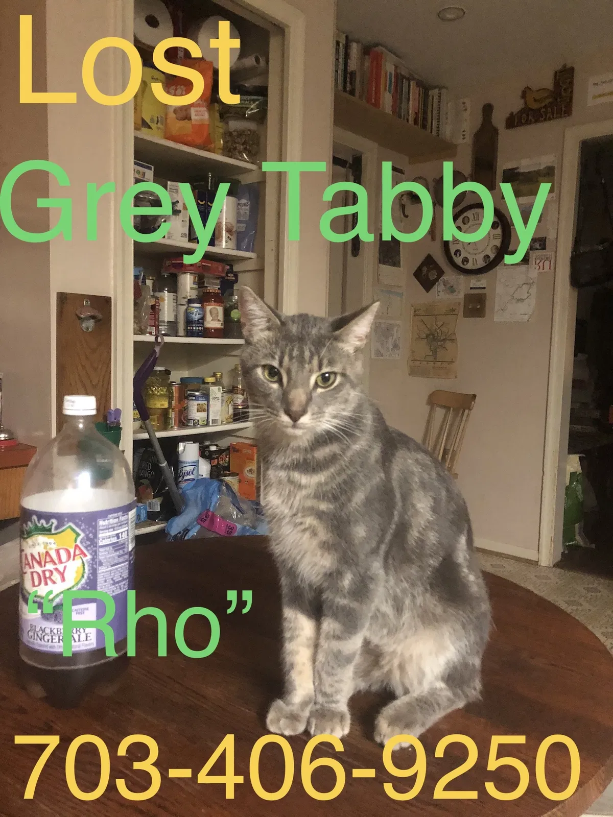 Lost cat in Sterling, VA, 20165