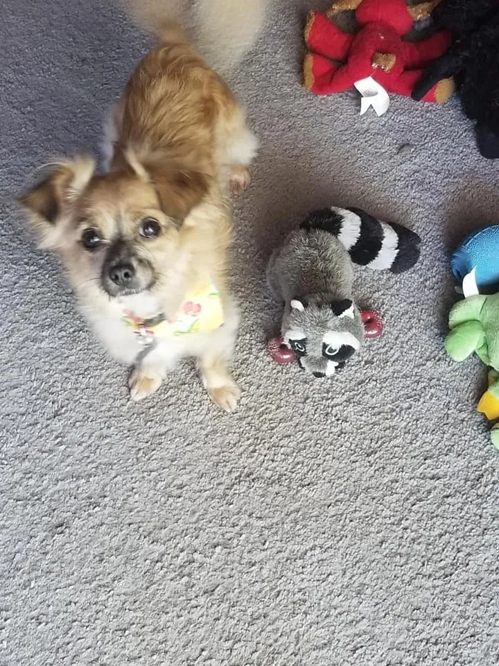 Lost dog in Long Beach, CA, 90805