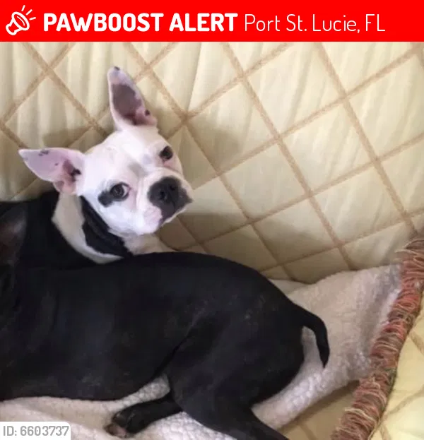 Lost dog in Port Saint Lucie, FL, 34984