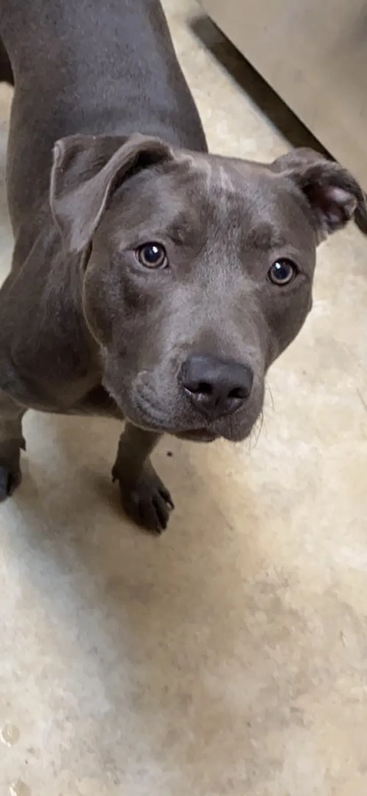 Lost dog in Pensacola, FL, 32526