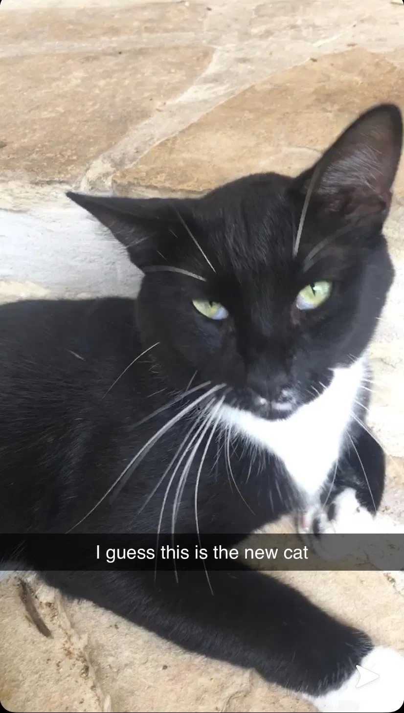 Lost cat in Pflugerville, TX, 78660