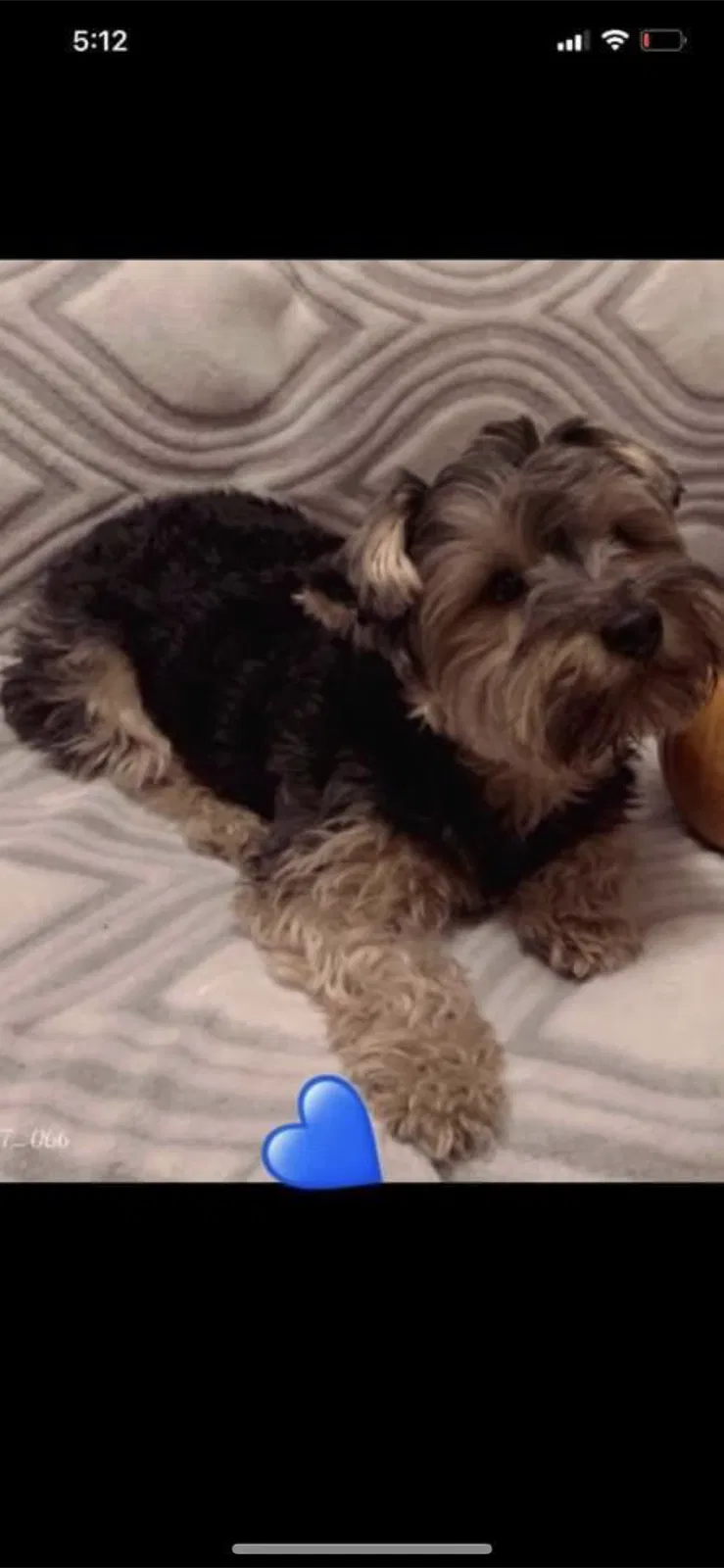 Lost dog in Lodi, CA, 95240