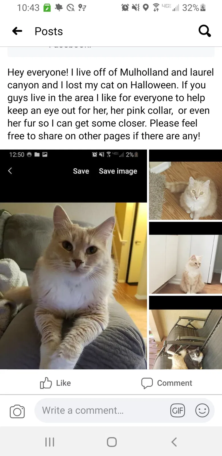Lost cat in Los Angeles, CA, 90046