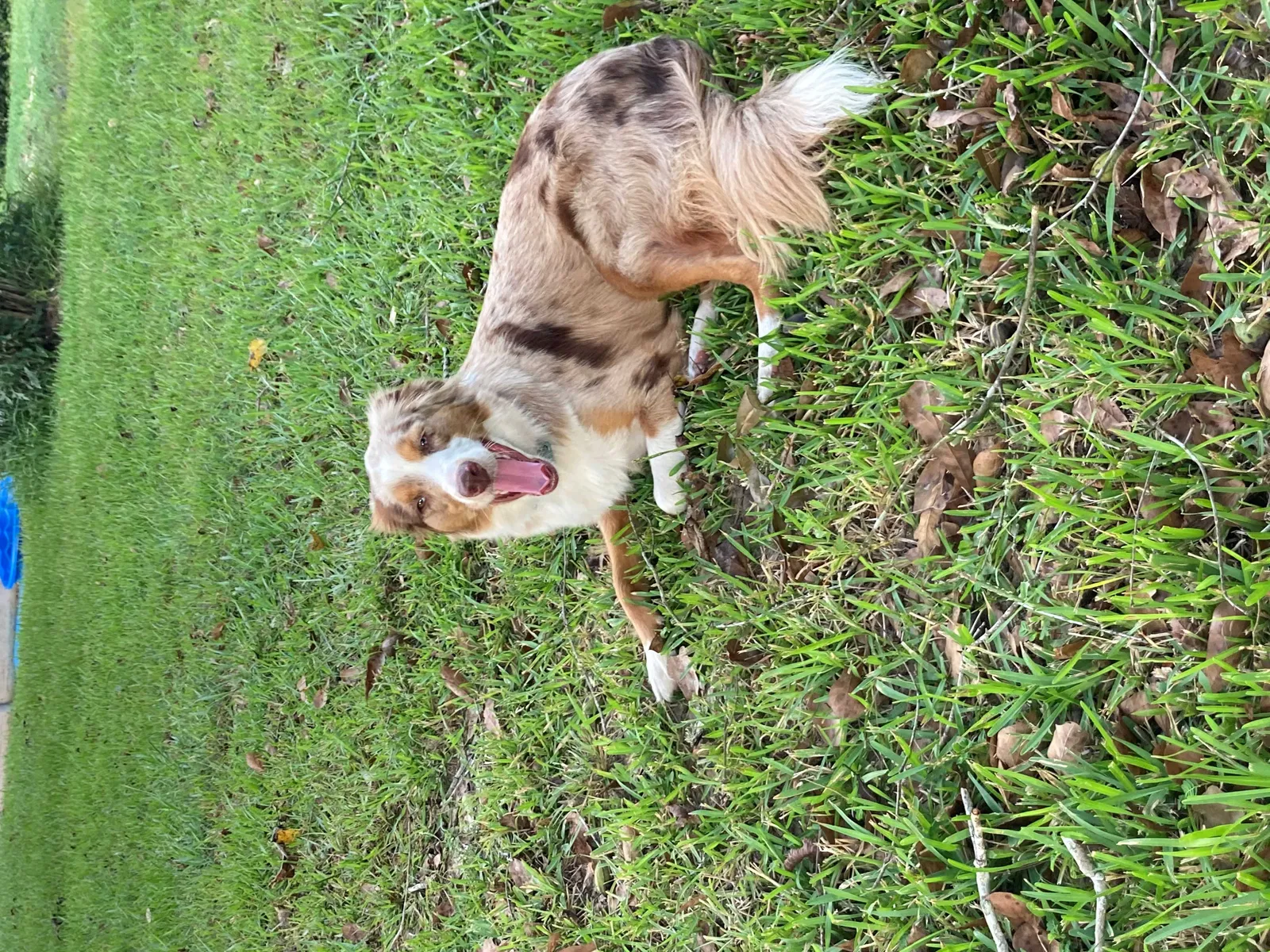 Lost dog in Silsbee, TX, 77656