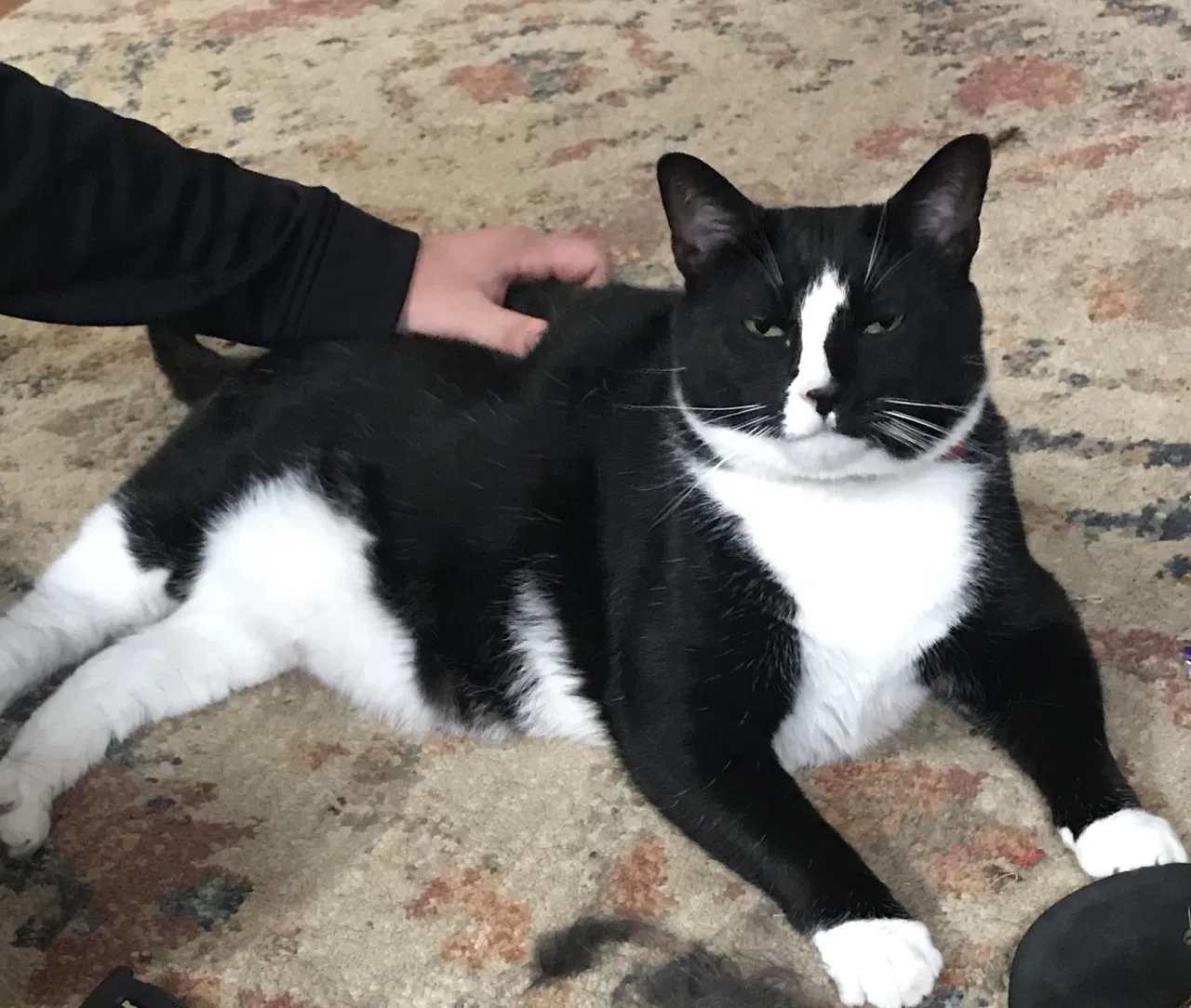 Lost cat in Gaithersburg, MD, 20882