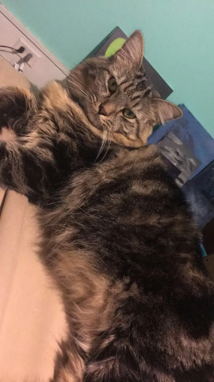 Lost cat in Paris, KY, 40361