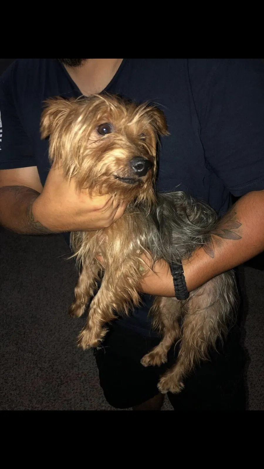 Lost dog in Katy, TX, 77493