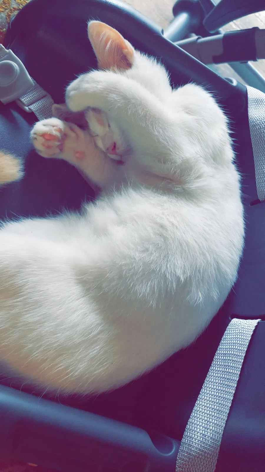 Lost cat in Tulsa, OK, 74145