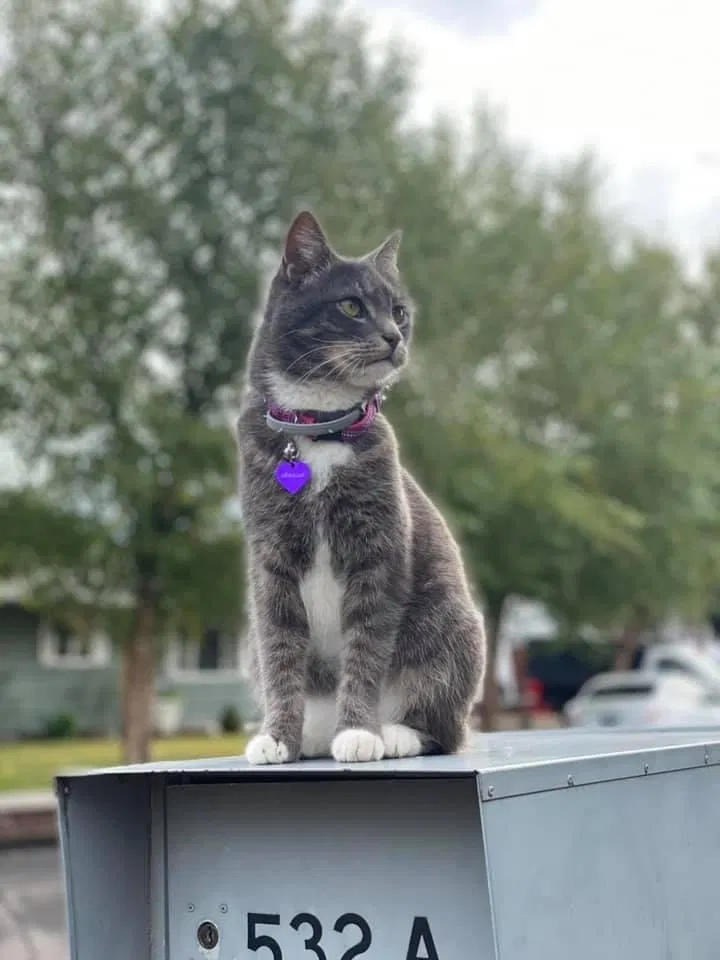 Lost cat in Eugene, OR, 97404