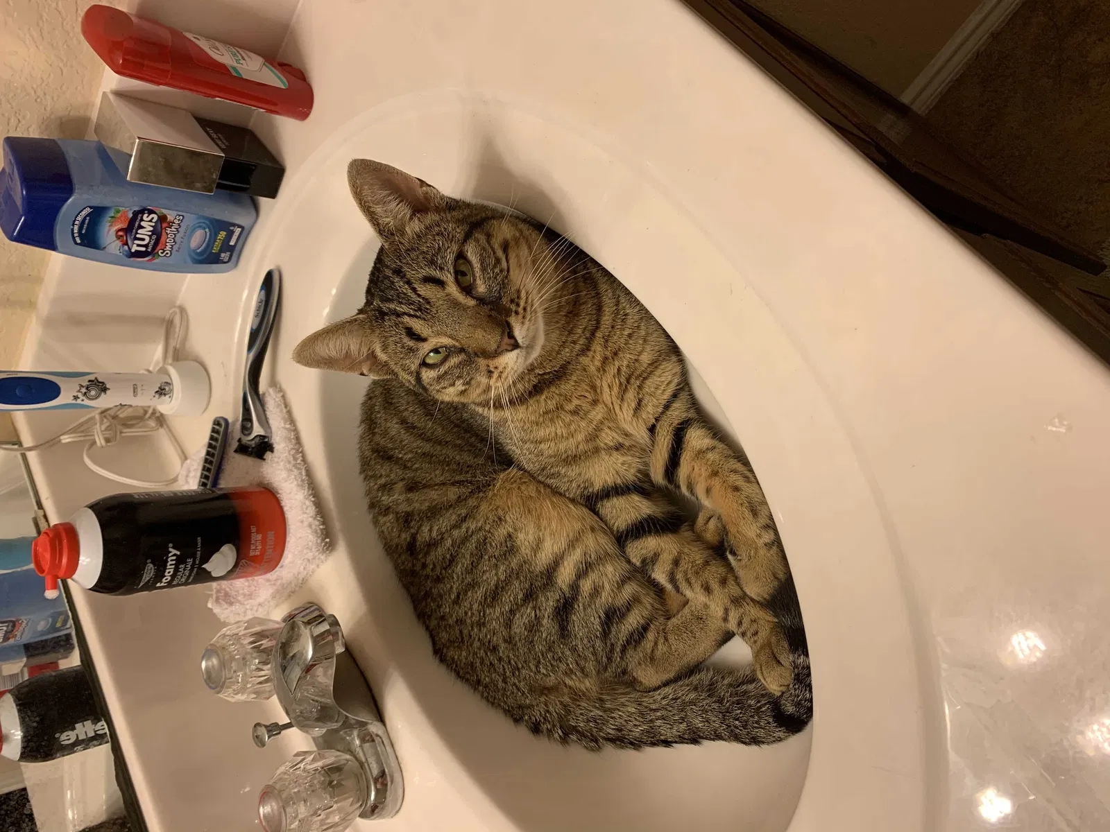 Lost cat in Killeen, TX, 76542
