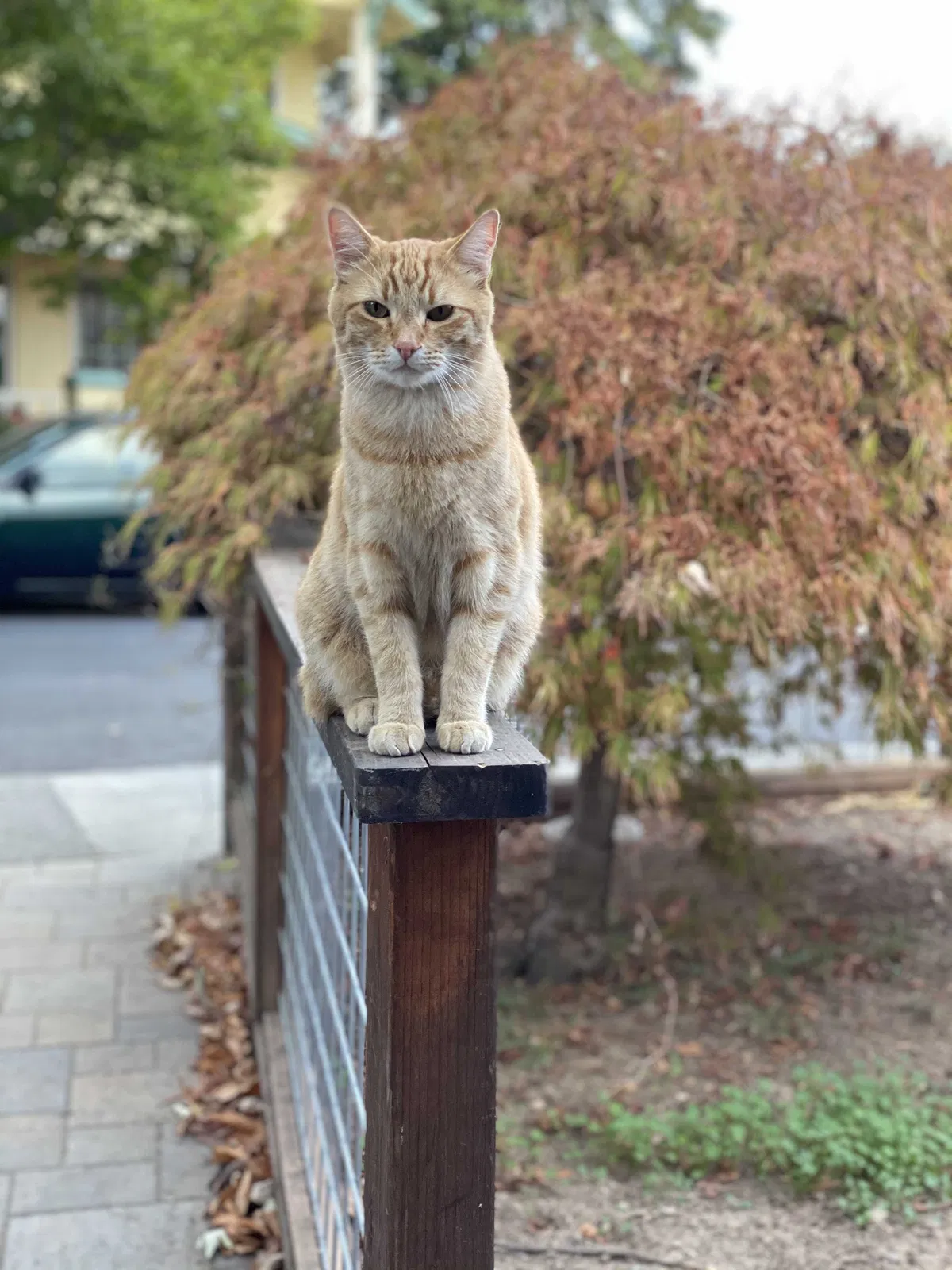 Lost cat in Napa, CA, 94559