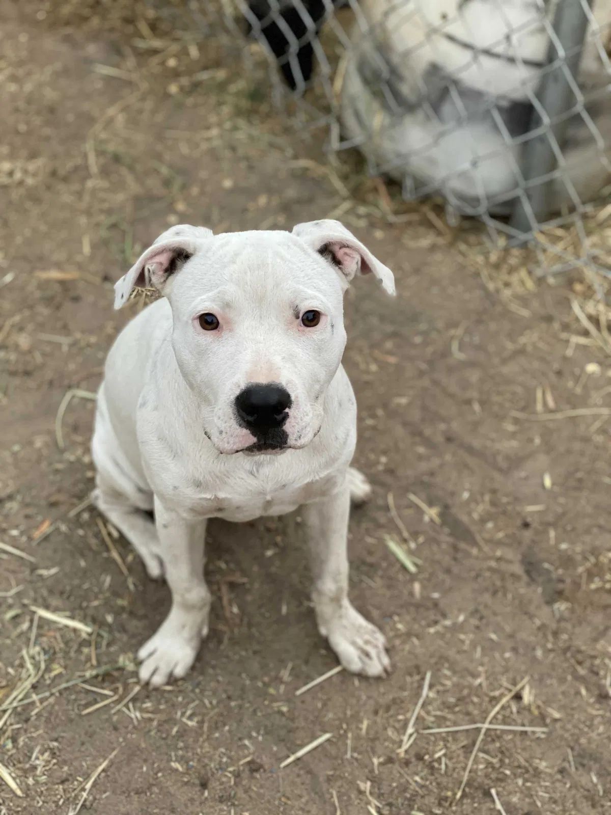 Lost dog in Atwater, CA, 95301