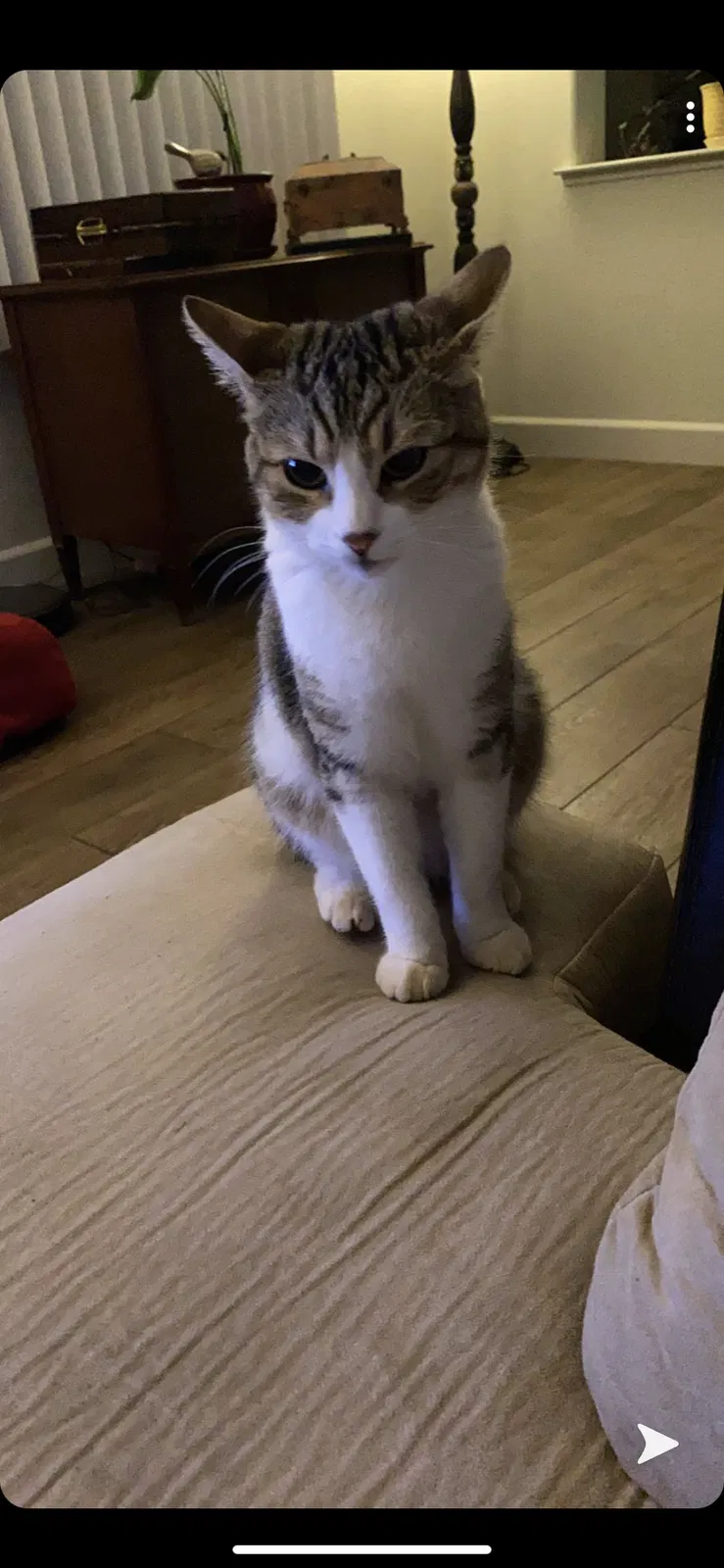 Lost cat in Lincoln, CA, 95648