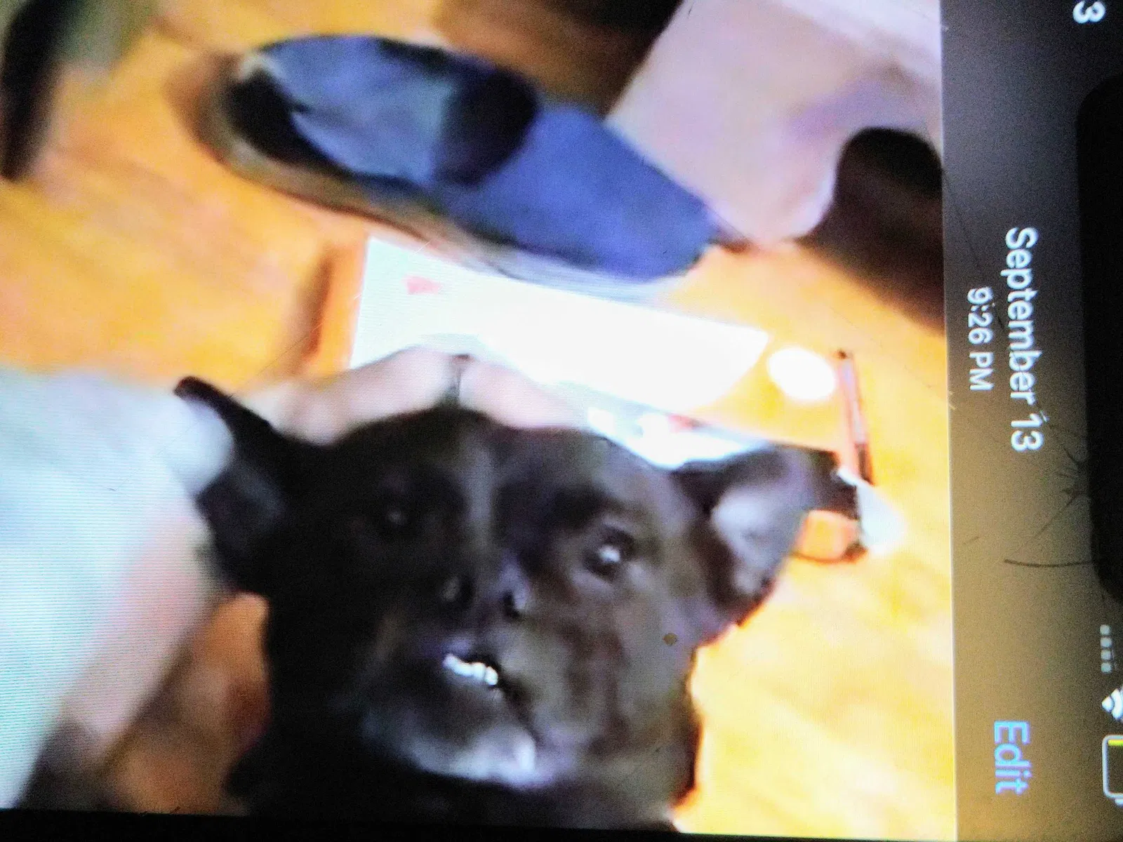 Lost dog in Whittier, CA, 90602