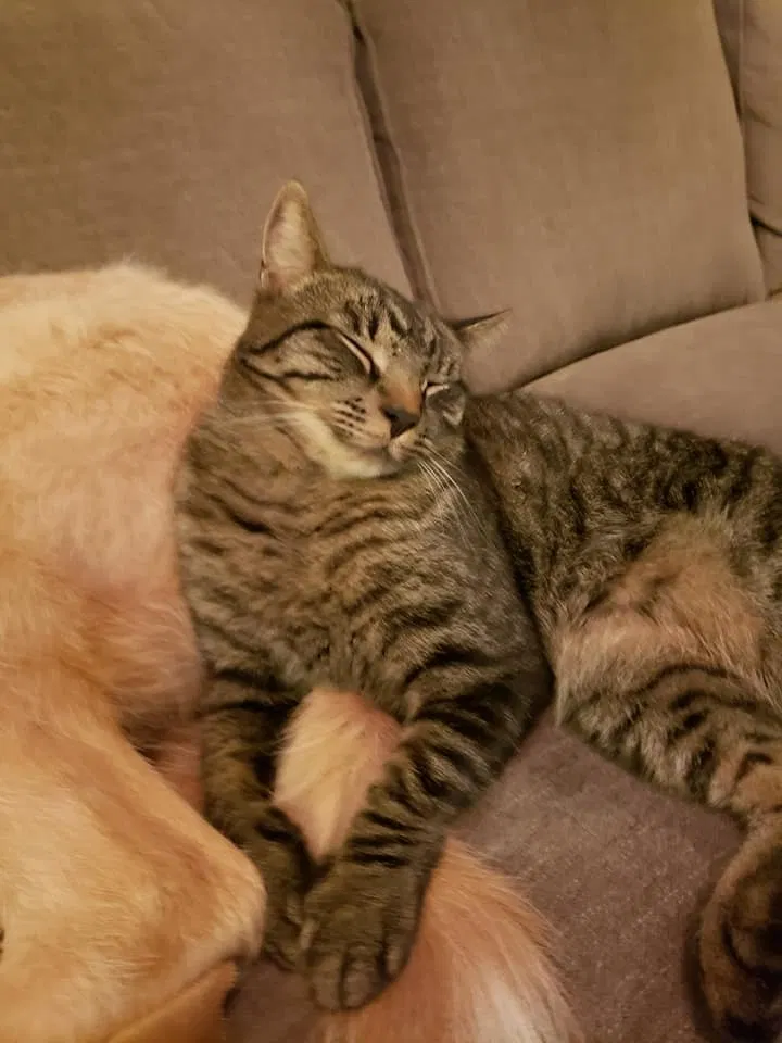 Lost cat in Laurens, SC, 29360