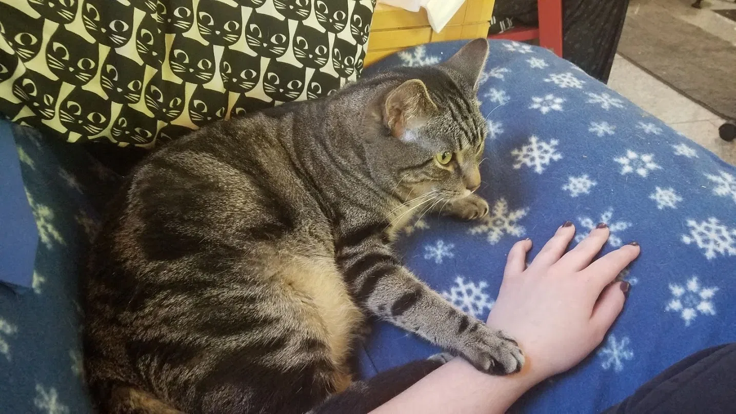 Lost cat in Oakland, NJ, 7436