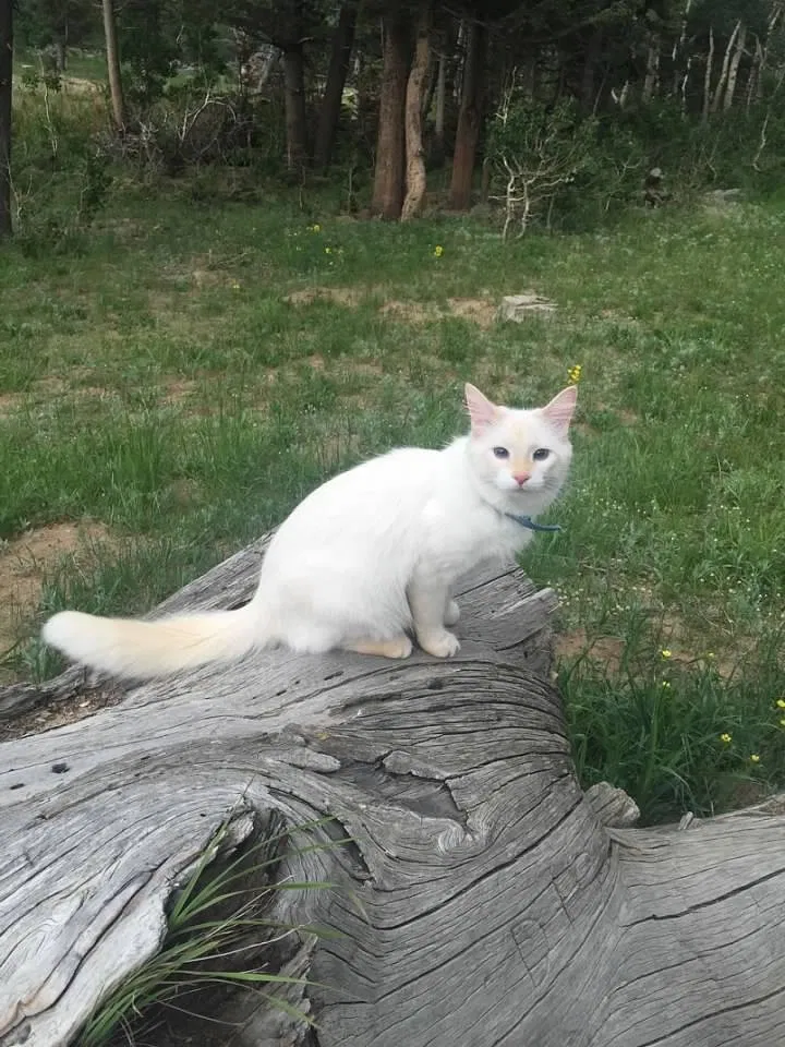 Lost cat in Longmont, CO, 80504