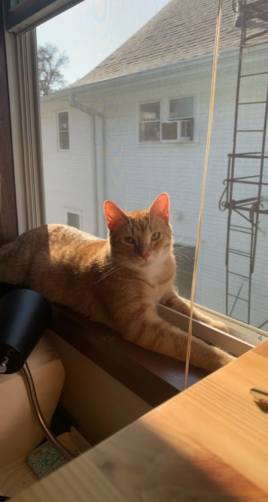 Lost cat in Iowa City, IA, 52240