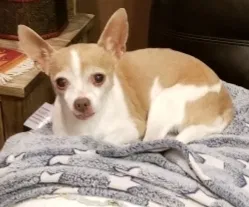 Lost dog in Amarillo, TX, 79118