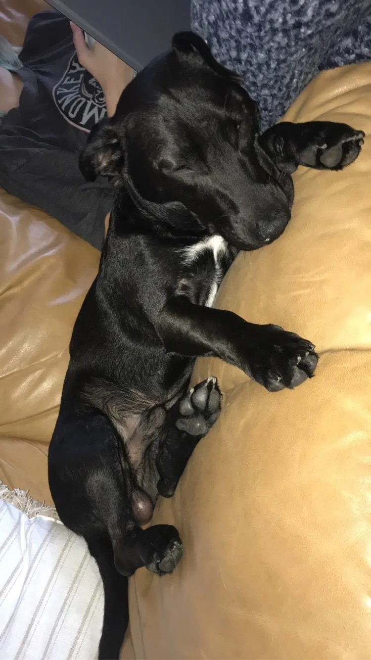 Lost dog in Corpus Christi, TX, 78418