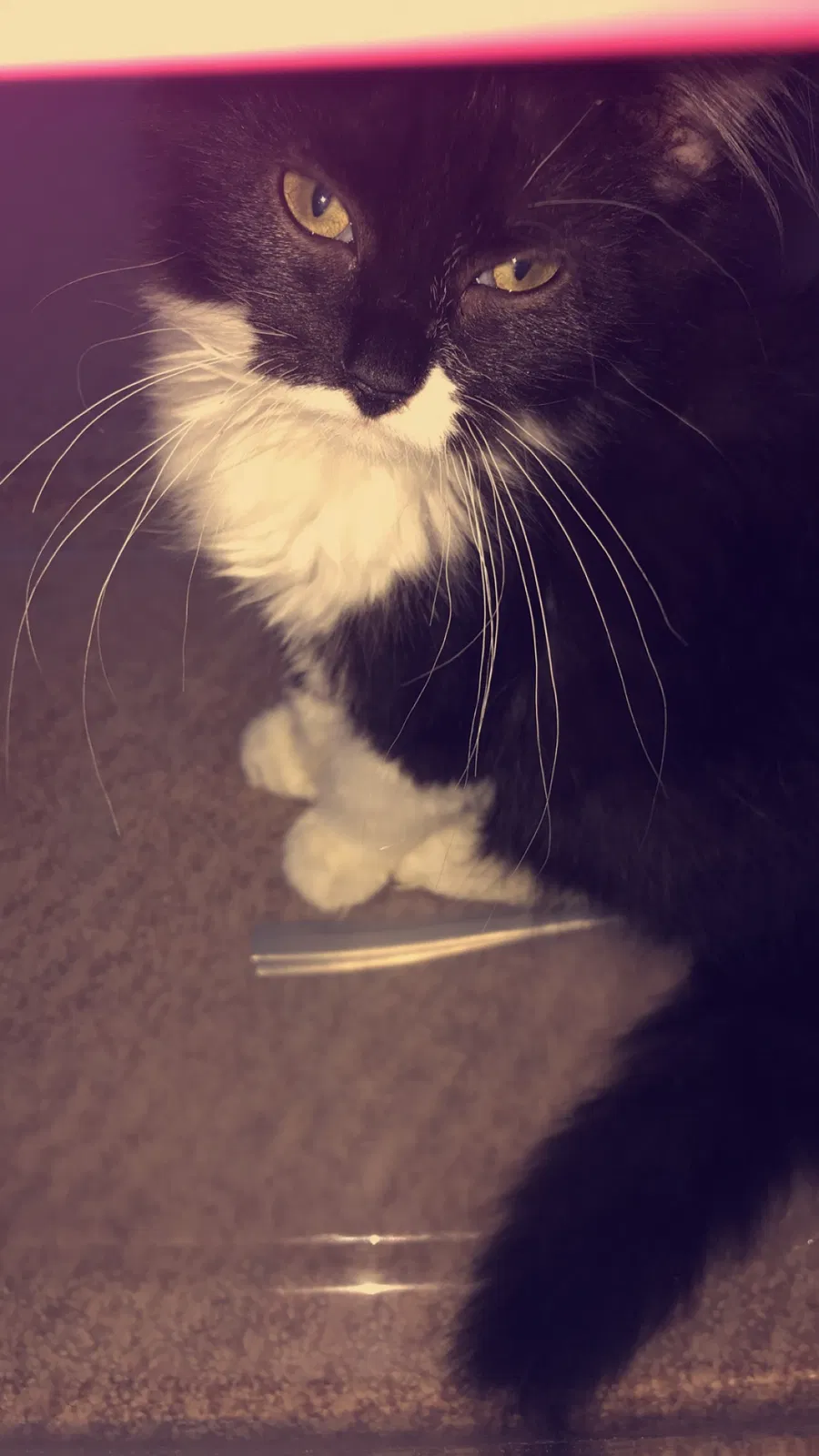 Lost cat in Johnson City, TN, 37601