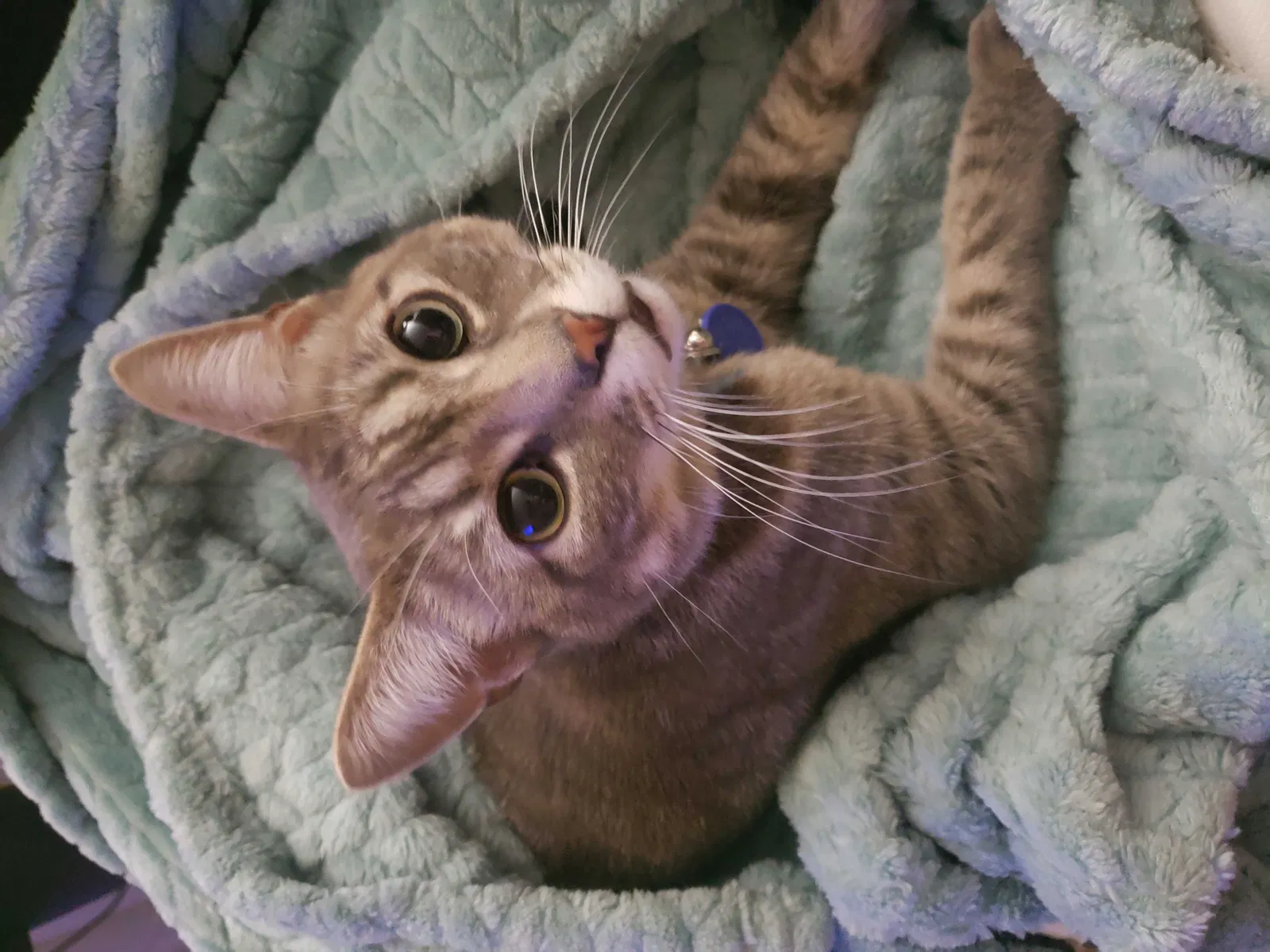 Lost cat in Iowa City, IA, 52240