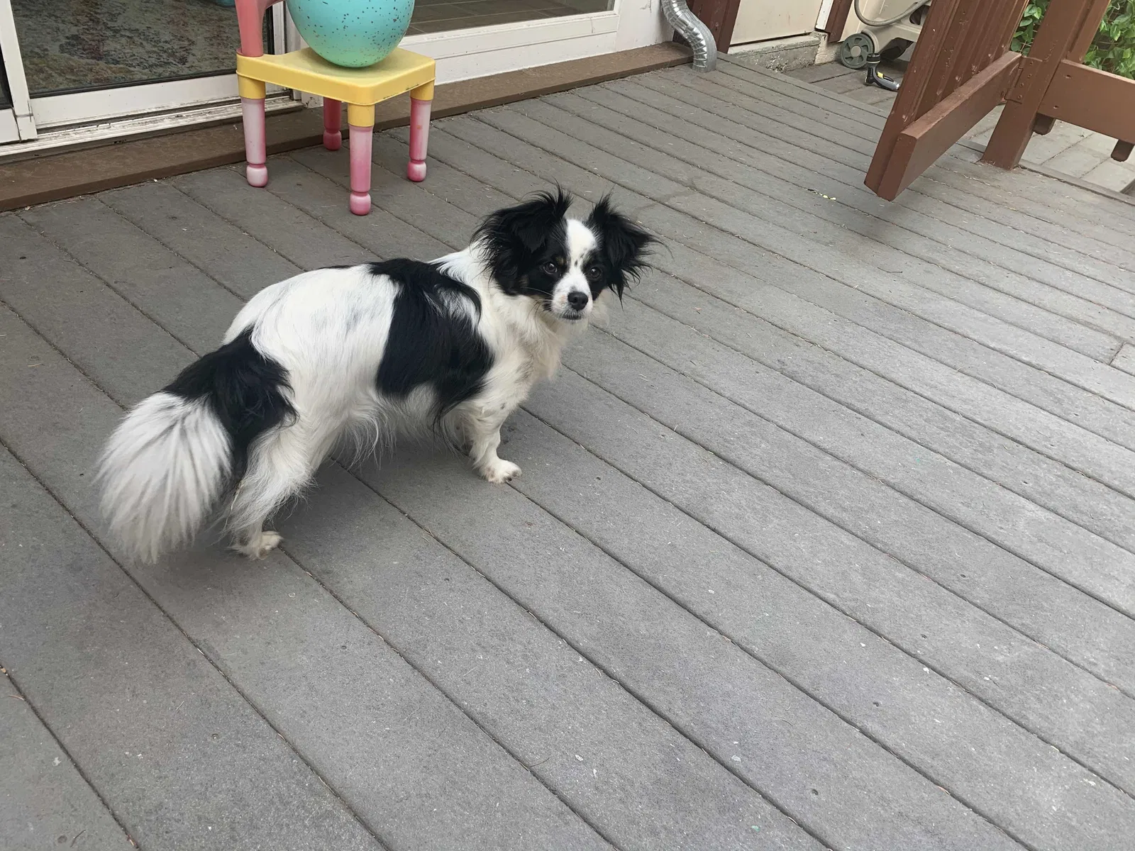 Lost dog in Castro Valley, CA, 94546