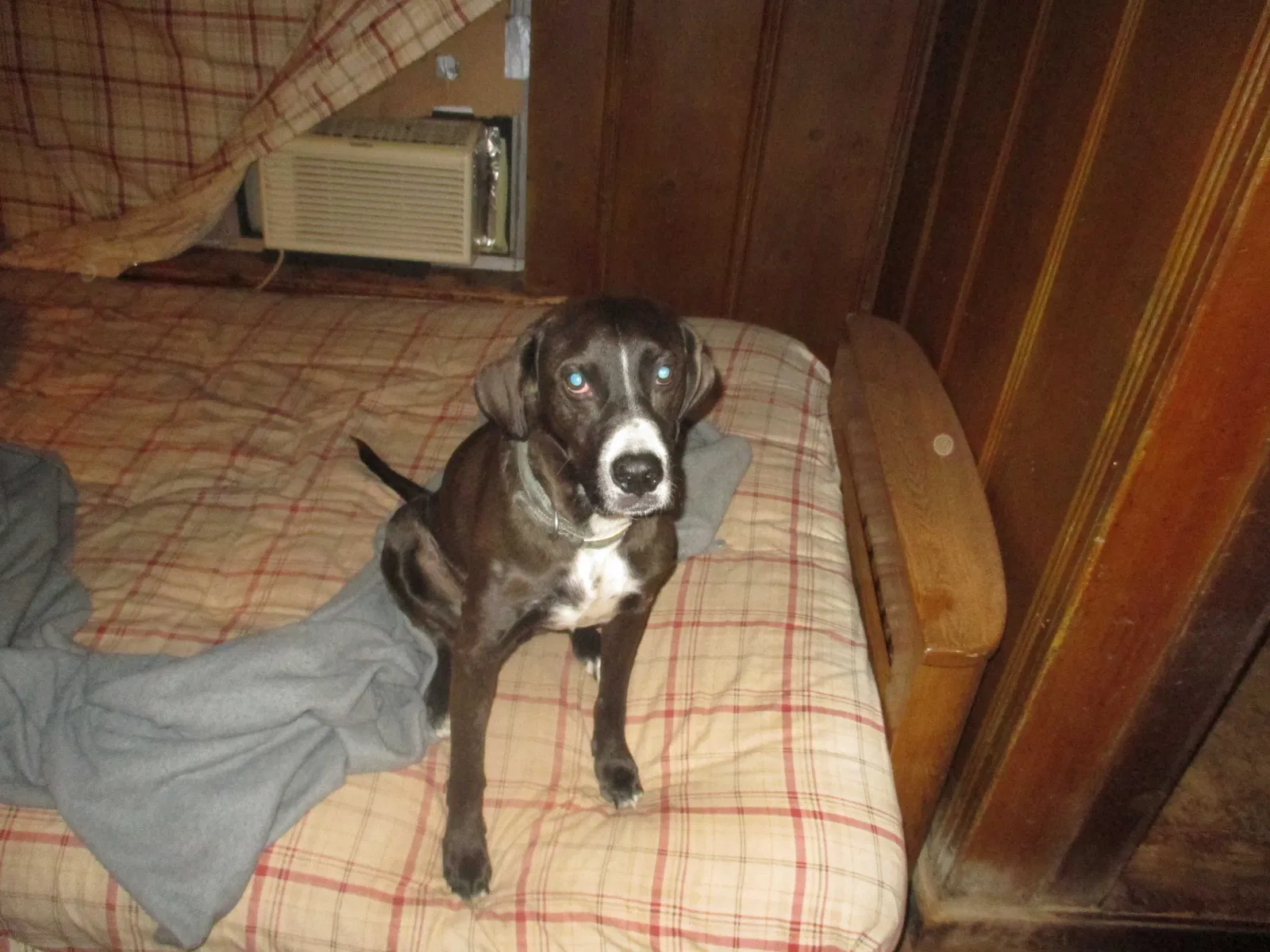 Lost dog in Guthrie, OK, 73044