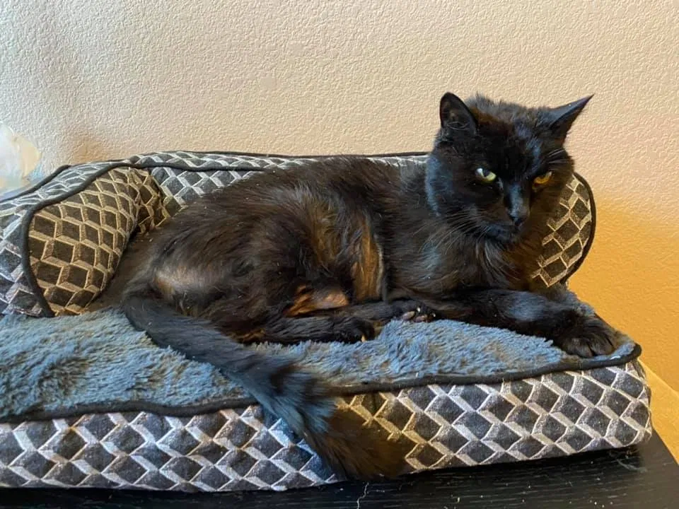 Lost cat in Folsom, CA, 95630
