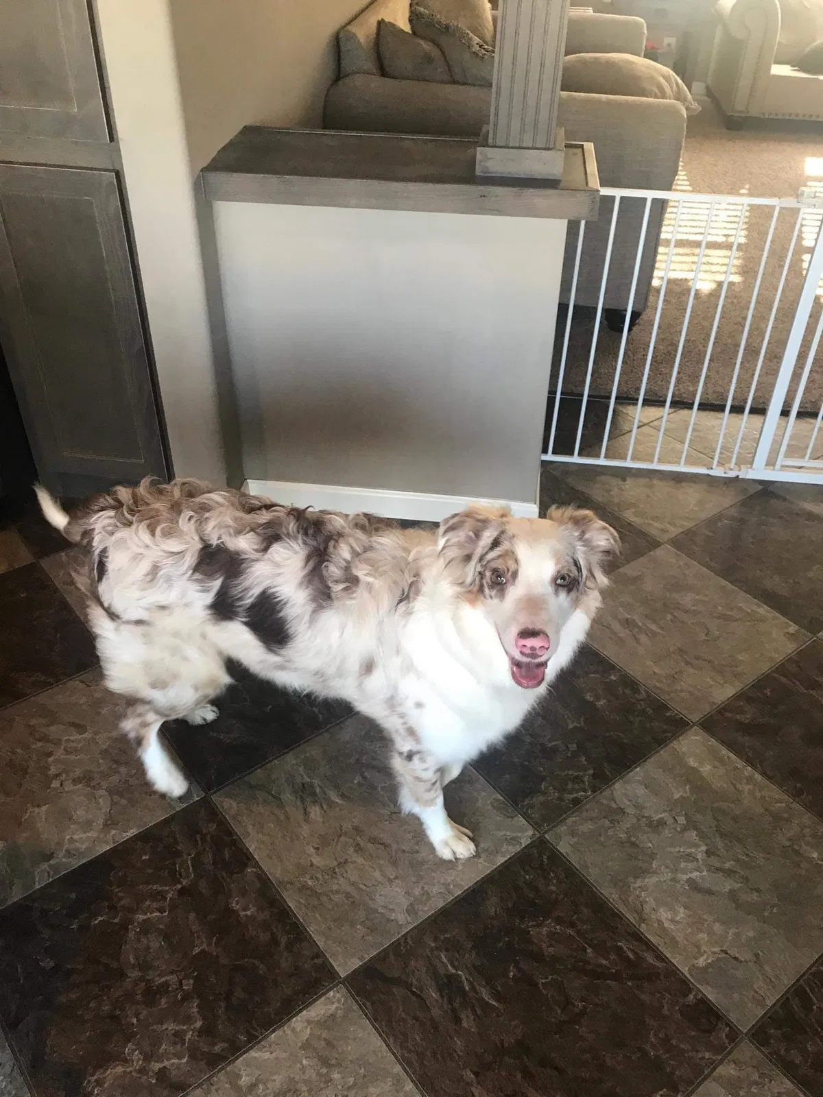 Lost dog in Mineola, TX, 75773